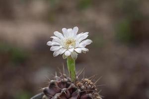 White flower of Cactus or Gymnocalycium variegata bloom in the pot on blur nature background. photo