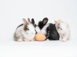 Rabbits pet animal wild group pretty beautiful white isolated background copy space small mammal bunny baby sitting symbol decoration easter egg chinese new year 2023 zodiac asia culture together love photo