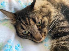 The head and muzzle of a striped fluffy beautiful sleeping cat with eyes with a mustache and ears, lying on a bed photo