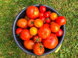 los tomates yacen en un balde azul sobre un fondo de hierba. las verduras se recolectan de invernaderos y lechos de jardín. cosecha en otoño. creando costuras. refrigerio saludable. pastas para pizza. salsa de tomate foto