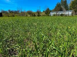 Tall green natural grass with tall stems of weeds and a plastic wrap greenhouse in the background photo