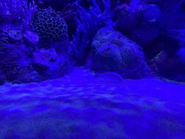 arrecife de coral colorido bajo el agua como fondo marino oscuro foto