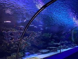 Underwater tunnel in oceanarium photo