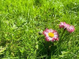 Pink flower in green grass. Close-up. Green background. Rose petals of a small garden flower. Macro photo. The texture of the yellow pistil and stamens of the flower. Spring flowering. Spring mood photo