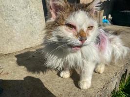 Homeless hungry poor sick white cute kind good cat with diseases and bald torn hair. Concept helping homeless pets at the shelter photo