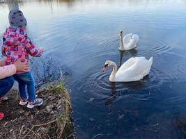 A little girl child feeds from her hand two beautiful white swans with long necks and white feathers in nature in a city park calmly swim in a river, lake, pond or reservoir photo