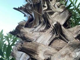 Close up macro image trunk and bark palm tree in a park photo