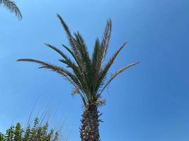 Low Angle View Of Palm Trees Against Blue Sky photo