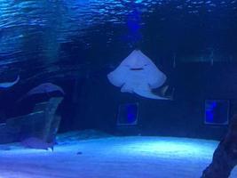 School Of Fish Swimming In Aquarium photo