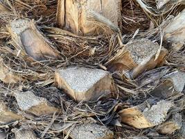 Palm tree trunk background, atural texture photo