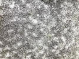 texture, natural background. black-green mold, moss. new organisms grow on plastic wrap. environment for the development of bacteria and microorganisms photo