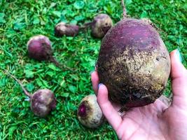 beets are lying on the grass. vegetables for the preparation of dietary food. on the palm of a girl with a blue manicure lies a large beetroot with a bright pine core. vegetarianism, raw food diet photo