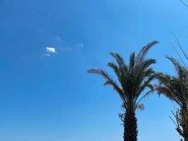 Palms against the blue sky. Low Angle View. Toned image photo