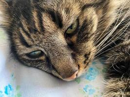 The head and muzzle of a striped fluffy beautiful sleeping cat with eyes with a mustache and ears, lying on a bed photo