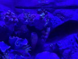 fondo submarino nocturno con corales blandos y duros foto