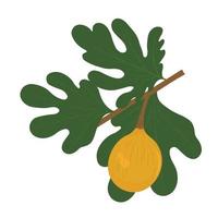 figs fruit on branch with leaves. Vector stock illustration.  Sweet fruit. Design for covers, packaging, labels, menu, season offer. Isolated on a white background.