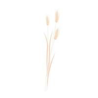 Beige bunny tail grass. dried lagurus grass. a bouquet of dried flowers. Vector stock illustration. Isolated on a white background.