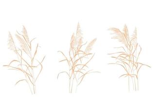 Dry reed vector stock illustration. Isolated on a white background. A sprig of cane. Swamp grass.