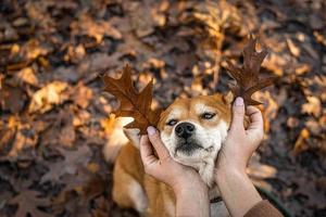 perro japonés de raza shiba inu con cuernos hechos de hojas de otoño. lindo perro shiba inu foto