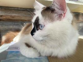 la cabeza y el hocico de un hermoso gato blanco con manchas negras y esponjoso con ojos azules y largos bigotes y orejas, acostado en la cama foto