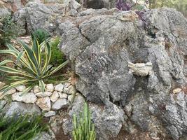 Green prickly cacti, plants and grass grow on stones and rocks in a warm tropical eastern country southern resort photo