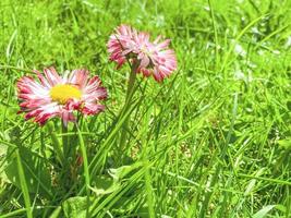 margaritas rosadas con un centro amarillo en el campo. lindas flores caseras crecen en el campo entre la hierba. plantas de primavera en el prado foto