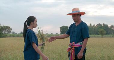 Aziatisch boer Mens in een blauw jurk en hoed is verkoop rijst- en verdienen geld met jong vrouw in de rijstveld veld. video