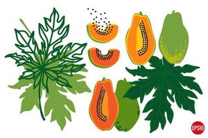 frutas y hojas de papaya dibujadas a mano vectorial. conjunto de elementos tropicales. papaya varios shaapes con semillas. vector