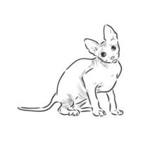 sphinx cat vector sketch