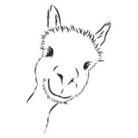 dibujo vectorial de lama vector