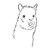 dibujo vectorial de lama vector