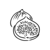 fig vector sketch