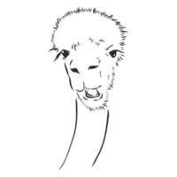 dibujo vectorial de lama vector