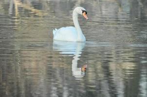 cisne en el lago foto