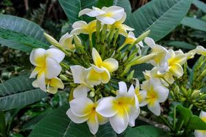 White lei flowers photo