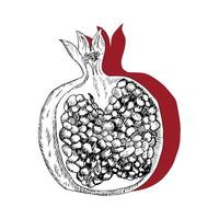 Pomegranate vector illustration.