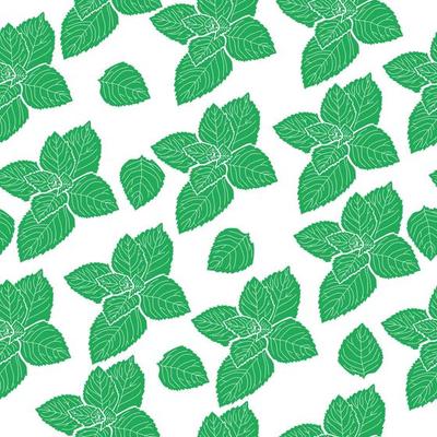 seamless pattern of bunches of mint leaves, gently green fragrant leaves on a white background