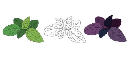 Fresh basil leaves isolated on white background. Vector illustration of basil leaves