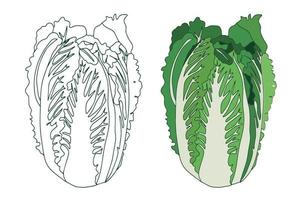 Fresh Chinese cabbage icon with a straight line and in a flat style. Cabbage for farmers market, vegetarian salad design. organic food. Analytical illustration in flat style. vector