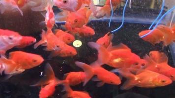 Goldfische in einem Aquarium video