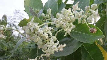 weiße Calotropis oder Kronenblumen video