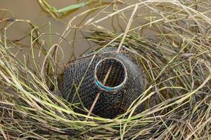 Eel trap in the field photo