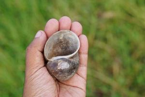 Cherry shells in human hands photo