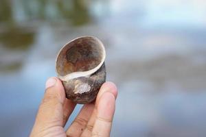 Cherry shells in human hands photo