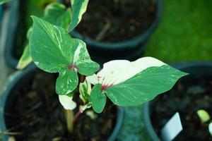 Beautiful Caladium bicolor colorful leaf in the garden. photo