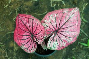 Beautiful Caladium bicolor colorful leaf in the garden. photo