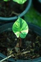Beautiful Caladium bicolor colorful leaf in the garden. photo