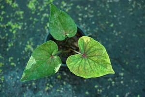Beautiful Caladium bicolor colorful leaf in the garden. photo