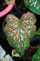 Beautiful Caladium bicolor colorful leaf in the garden. photo