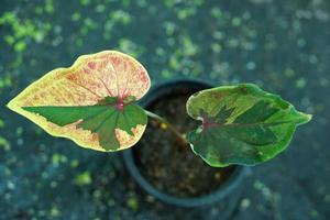 hermosa hoja de colores bicolor caladium en el jardín. foto